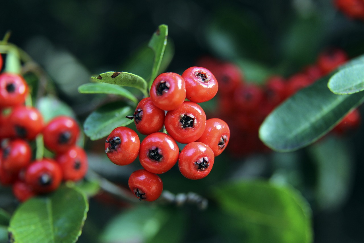 海滩德比 海滩德比